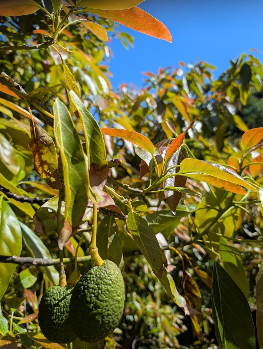 avocado tree at finca